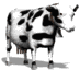 mucca guarda.gif